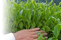 自慢のかぶせ茶をたっぷり使用