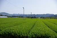 度会町のお茶畑